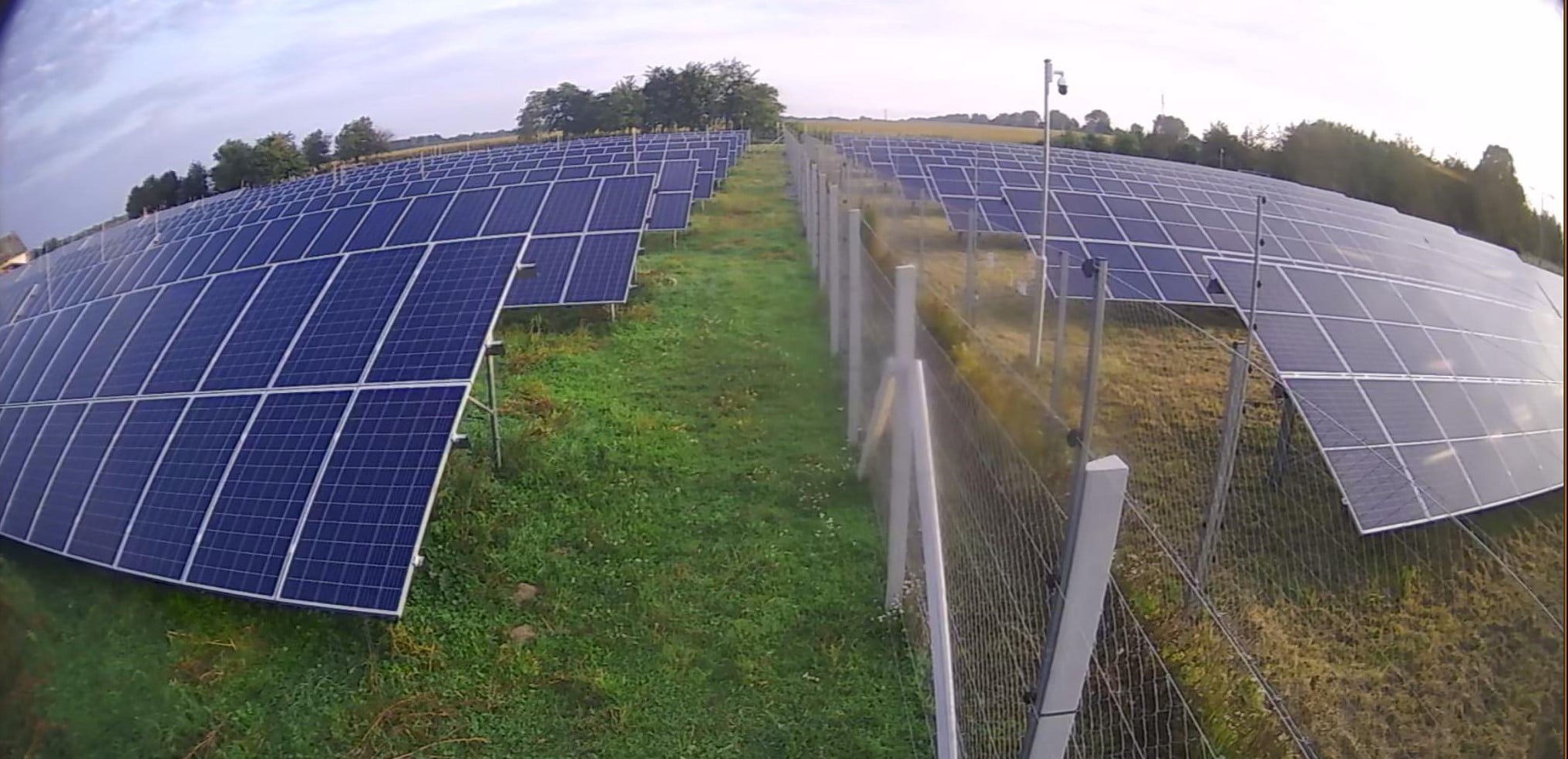 A bal oldali napelempark füvét birkák nyírják. A jobb oldalin jól látszik a vegyszeres gyomirtás és a gépi nyírás okozta kár. Napelemparkok: fűnyírás birkákkal versus vegyszeres gyomirtás és gépi kaszálás