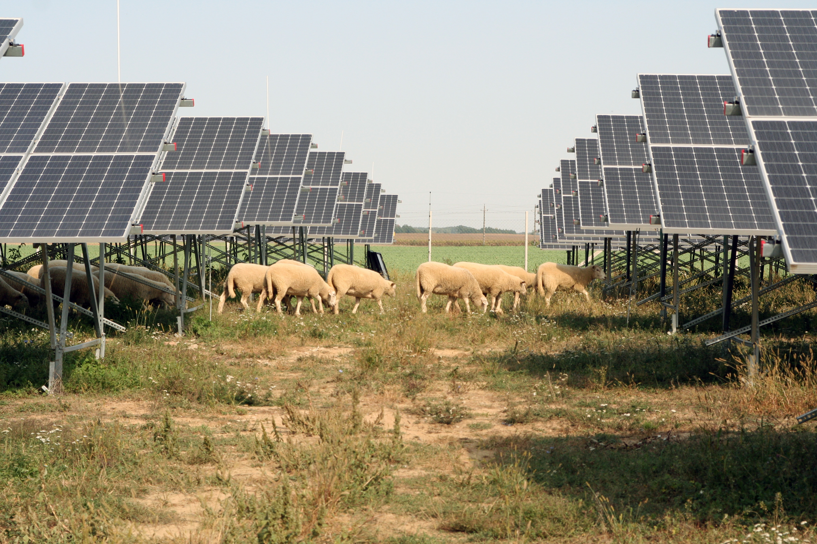 Az Astrasun csurgói napelemparkjában birkák legelnek Az Astrasun csurgói napelemparkjában birkák legelnek